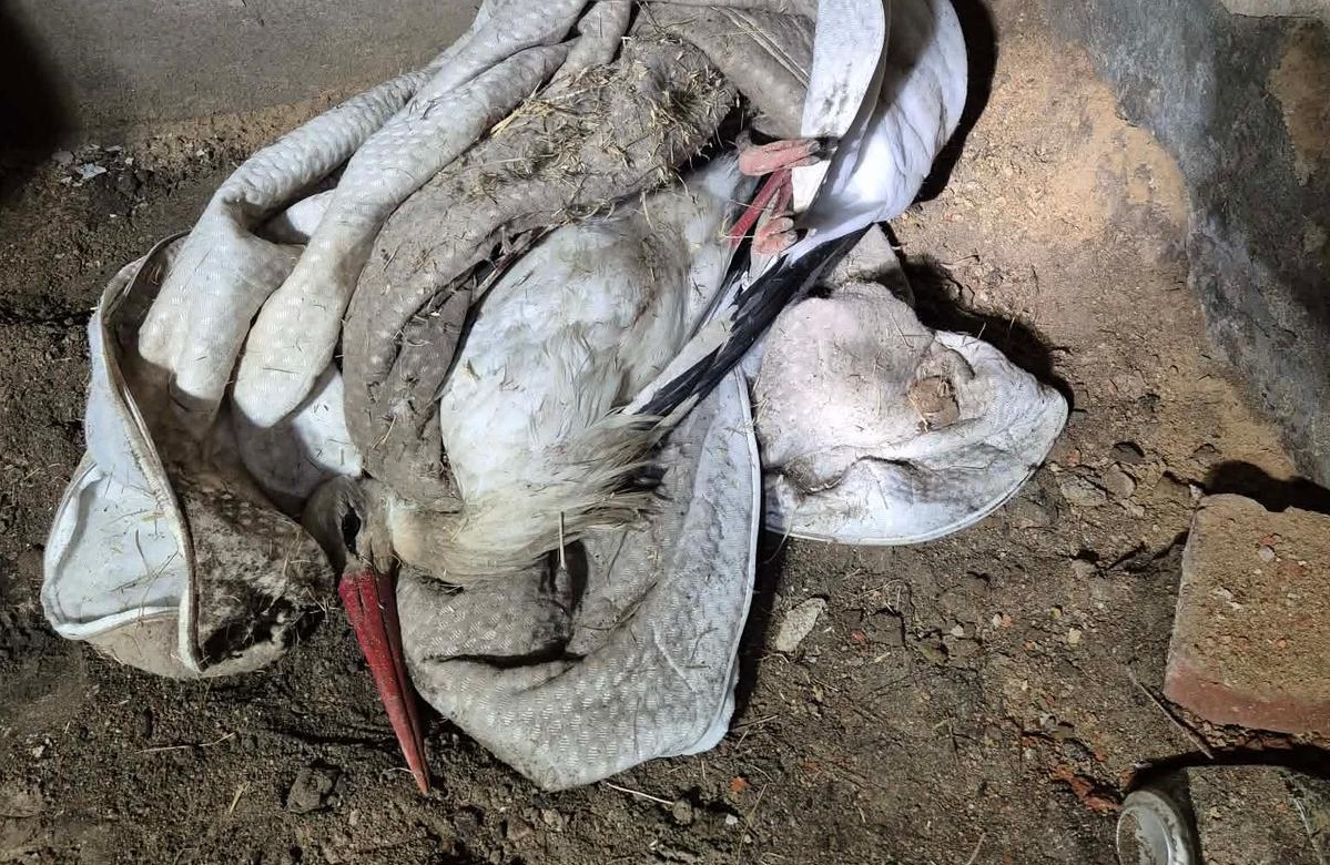 whatsapp-image-2026-04-16-at-09-00-26